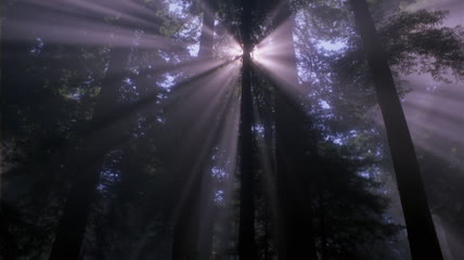 阳光移动穿过树林