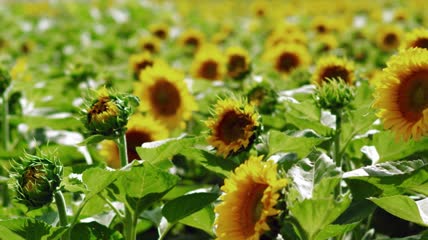 农业实拍-向日葵