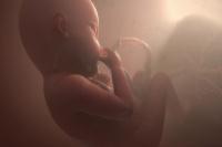 人体子宫内胎儿3d三维动画视频素材