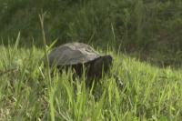 草地乌龟爬行视频素材