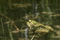 农村水塘中的青蛙跳跳跃鸣叫
