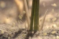 水稻田里的水蚤水中微生物昆虫视频素材
