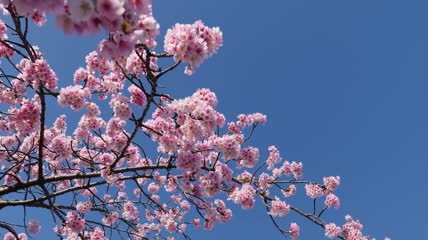 日本河津樱花树花朵特写视频素材
