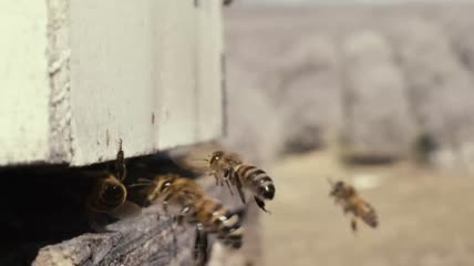 蜂巢蜜蜂特写视频素材