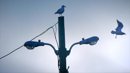 电线杆路灯上站立的鸟