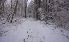 冬季雪景森林小路穿梭