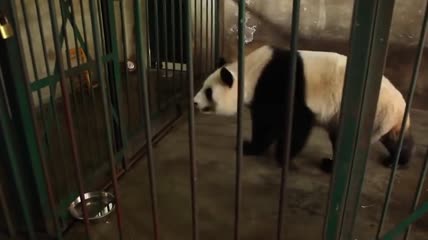 实拍国宝大熊猫喂食熊猫饲养宣传视频素材