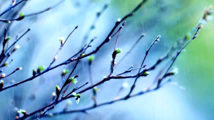 清新春雨树枝听雨雨声LED无缝循环背景视频素材