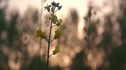 春天里的花草昆虫公园树叶春意特写实拍视频素材