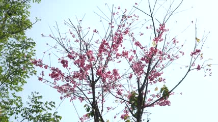 春季浪漫樱花实拍视频素材