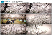 樱花日本春季花开赏花樱花节美景实拍视频素材