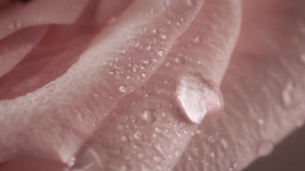 化妆品广告玫瑰花花粉通用宣传实拍视频素材
