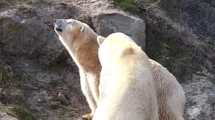 北极熊繁衍交配视频素材
