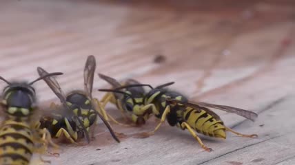 黄蜂与马蜂抢夺食物视频素材