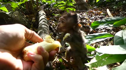 丛林中饥饿的小猴子实拍视频素材