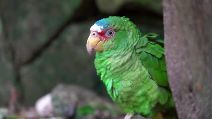 亚马逊丛林鹦鹉实拍视频素材