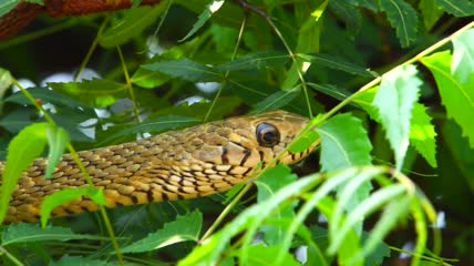 丛林草原各种蛇实拍视频素材