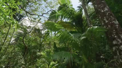热带雨林-树林中鸣叫-夏威夷瓦胡岛