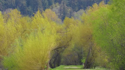 春季嫩黄的柳树视频素材