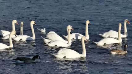 湖面上优雅美丽的白天鹅2K视频素材