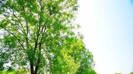 春天大树绿叶阳光光线燕子