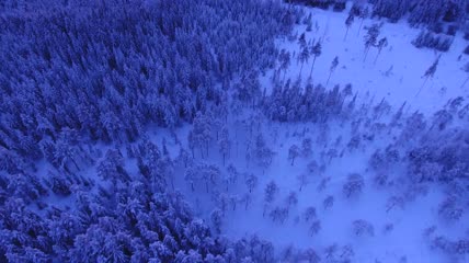 大气航拍雪海中的森林视频素材