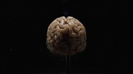 人体大脑 人脑模型实拍 脑部脑电波 医疗医学视频素材