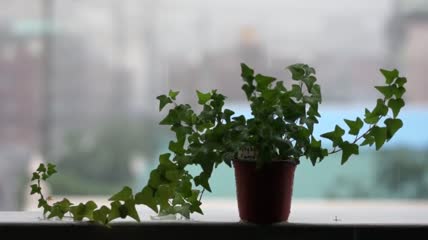 下雨天窗台前的绿萝 小清新绿色植物
