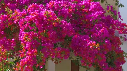 藤蔓上的鲜花视频素材