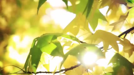 秋天阳光透过梧桐树缝视频素材
