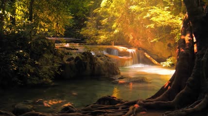 宁静唯美丛林中流淌的溪流视频素材