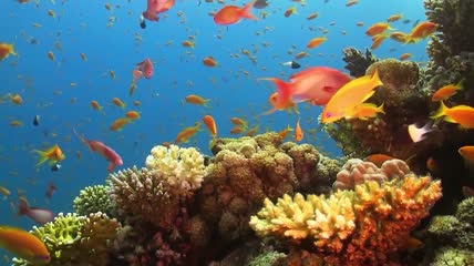 水族馆海底世界视频素材
