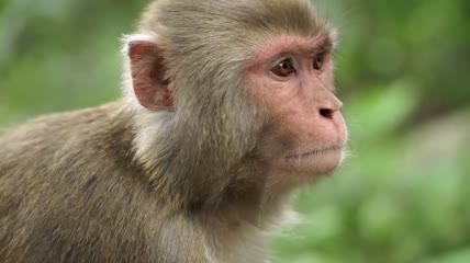 森林中的各种猴子视频素材