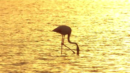 金色夕阳下沼泽中觅食的火烈鸟视频素材