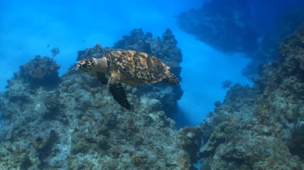 海底世界海龟水母视频素材