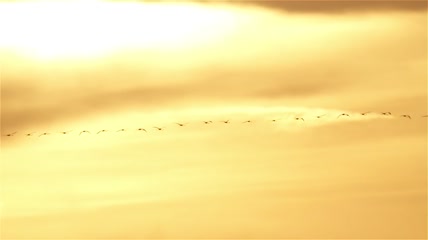 候鸟迁徙天鹅视频素材