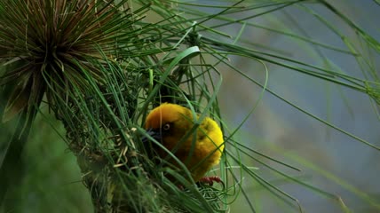 森林中小鸟筑巢视频素材