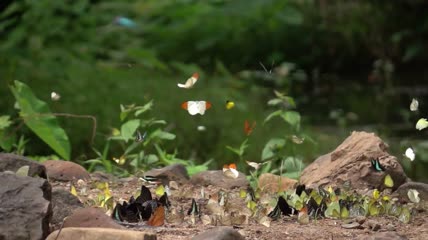 蝴蝶成群飞舞视频素材