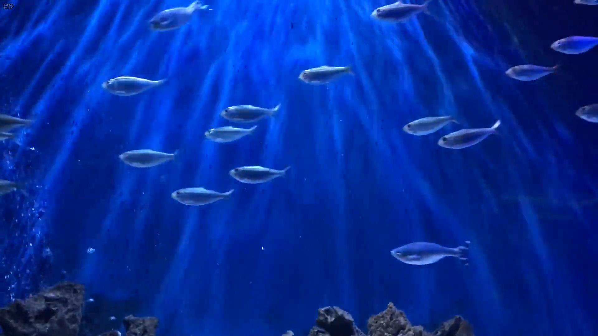完美的循环 鱼 背景 蓝色 水 游泳