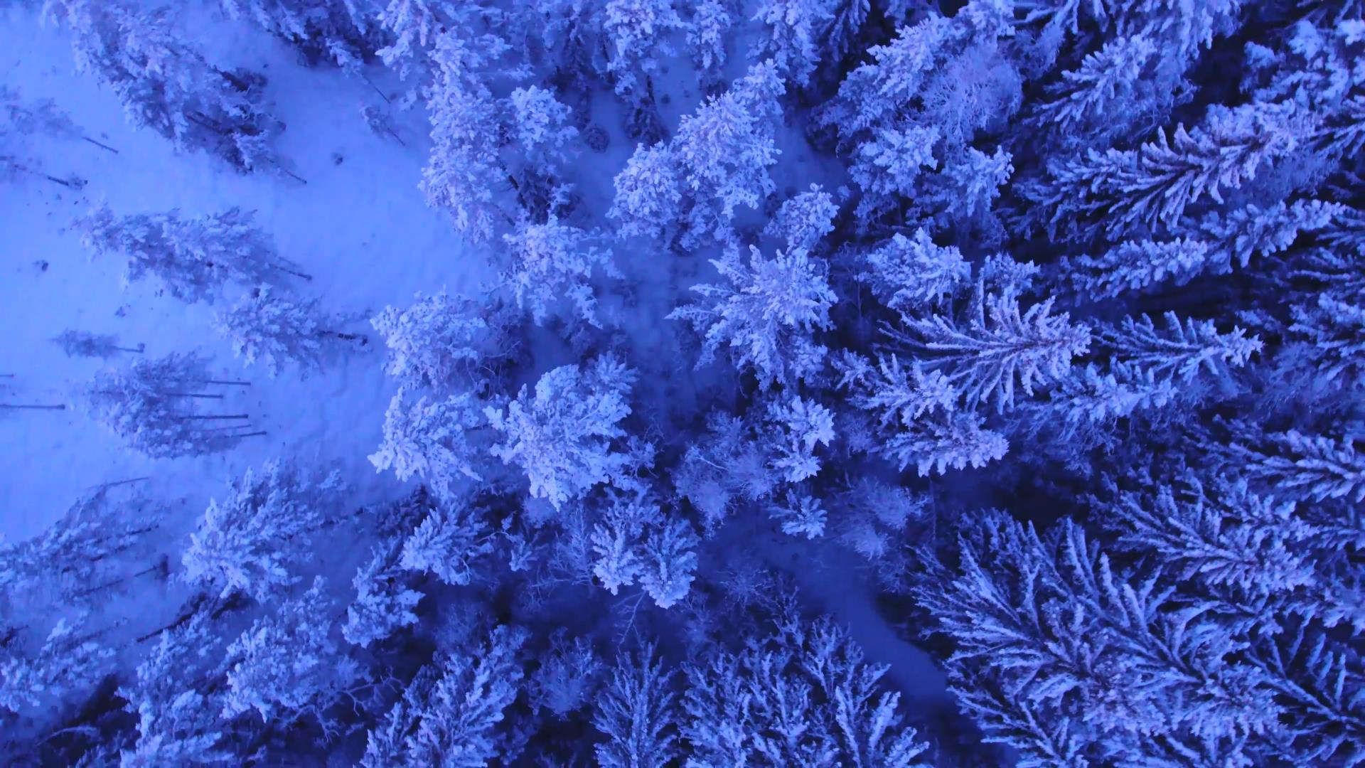 雪域树木 以上 冬天 景观 森林 空气 雪 揭示 自然 日落 冷 树 环境 霜