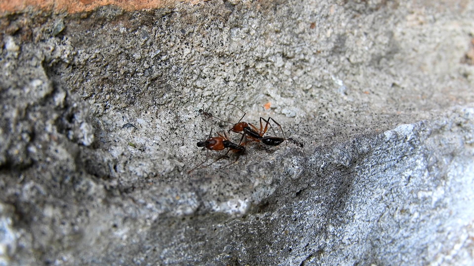 小蚂蚁与大蚂蚁打架