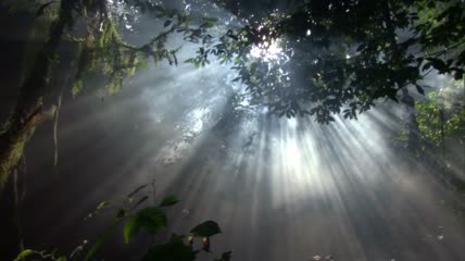 阳光透过原始森林视频素材