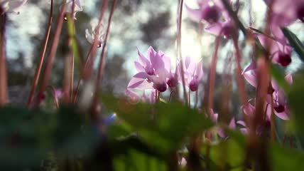 清晨的花丛实拍视频