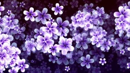 紫白色的小花