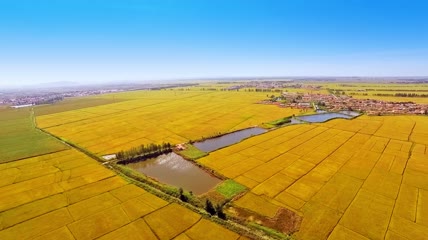 稻田画  农业
