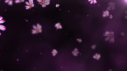 紫色格桑花花瓣飘飞LED唯美背景演绎视频