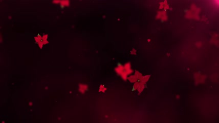一品红花瓣飘飞LED唯美背景演绎视频