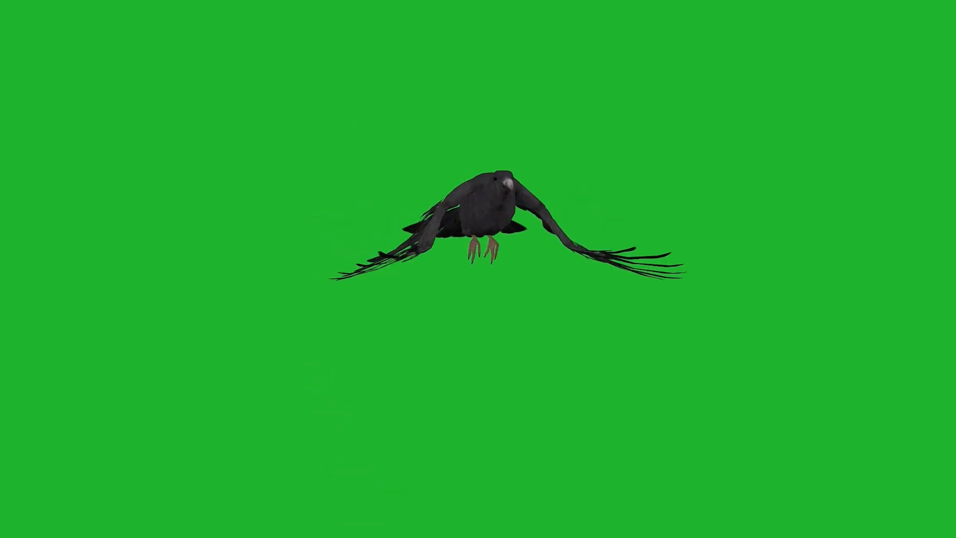 绿幕视频素材乌鸦