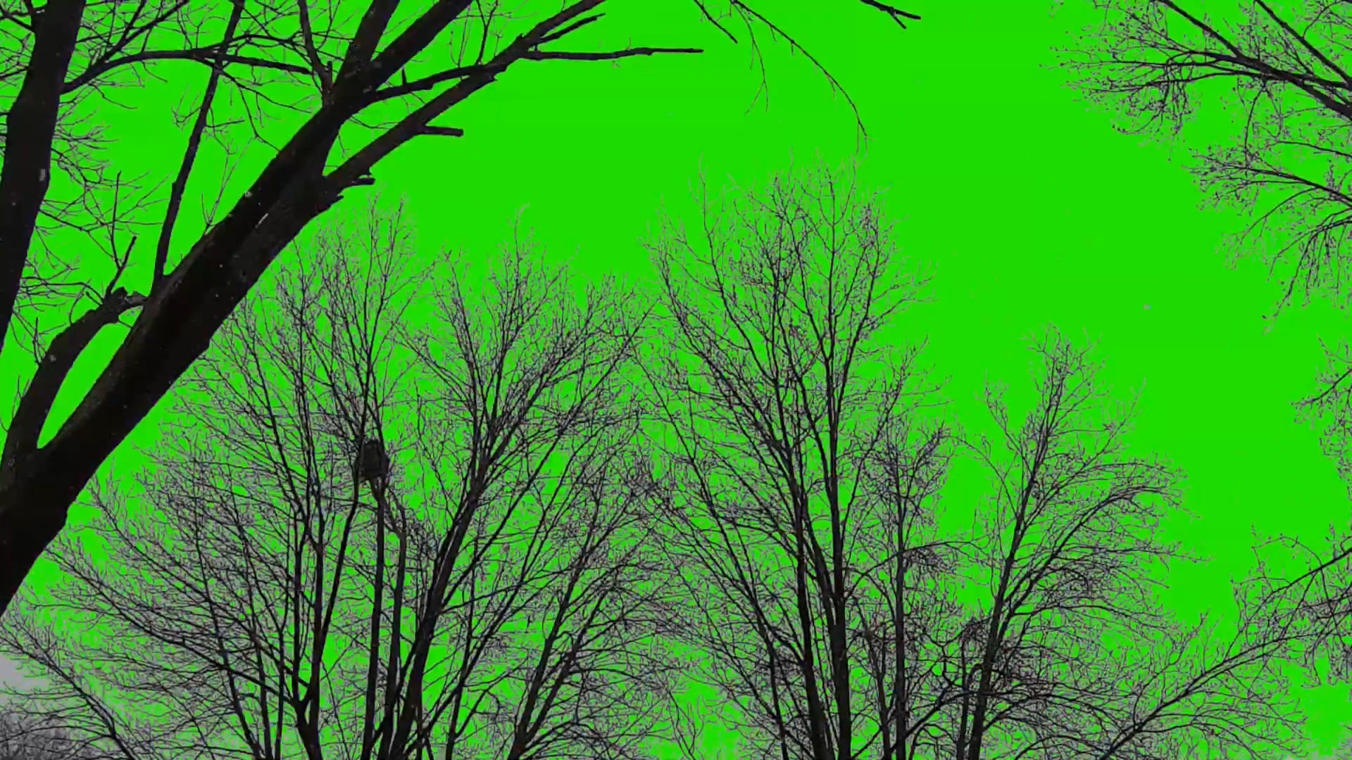 绿幕视频素材树木雪景