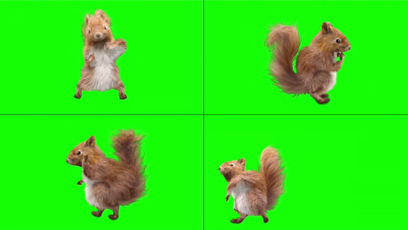 绿幕视频素材松鼠